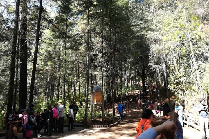 Monarch Butterfly Sanctuary Day Trip from Mexico City — Piedra Herrada & Valle de Bravo photo 4