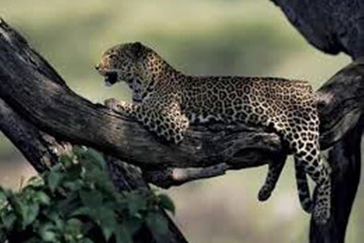 Jhalana Leopard Jeep Safari and Overnight Jaipur Hotel Package photo 4