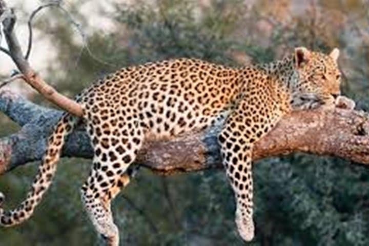 Jhalana Leopard Jeep Safari and Overnight Jaipur Hotel Package photo 5