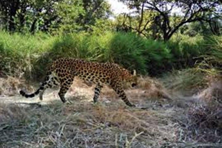 Jhalana Leopard Jeep Safari and Overnight Jaipur Hotel Package photo 6