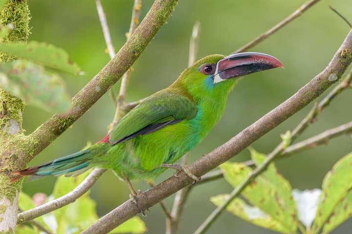 Birdwatching in Chicaque Cloud Forest: Full-Day Birding from Bogotá