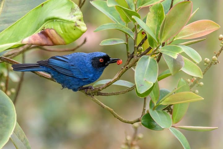 Birdwatching in Chicaque Cloud Forest: Full-Day Birding from Bogotá photo 2