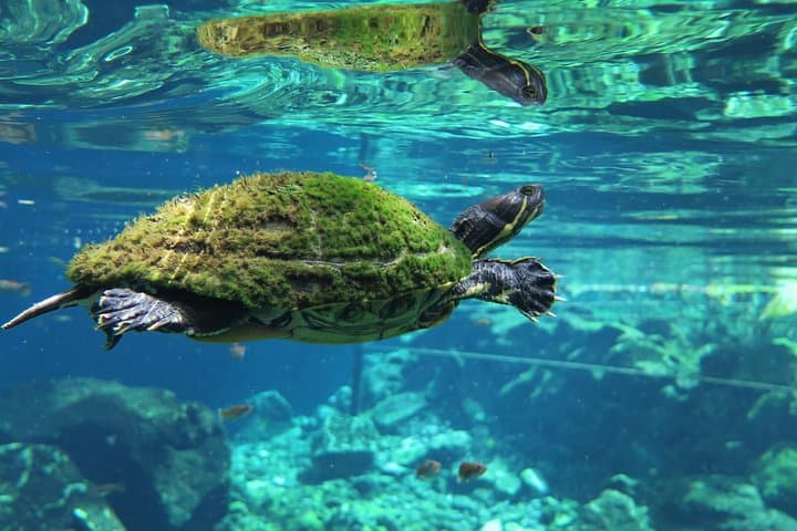 Snorkeling the Cenotes: Two-Cenote Tour from Playa del Carmen photo 3
