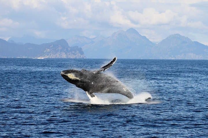 Northwestern Fjord Glacier & Wildlife Cruise from Seward — Full-Day Kenai Fjords Adventure photo 4