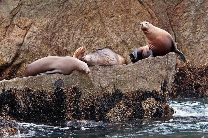 Northwestern Fjord Glacier & Wildlife Cruise from Seward — Full-Day Kenai Fjords Adventure photo 5