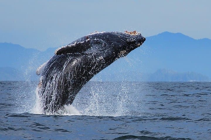 4-Day Broken Group Islands Kayaking Expedition — Barkley Sound Sea Kayak & Island Camping photo 2