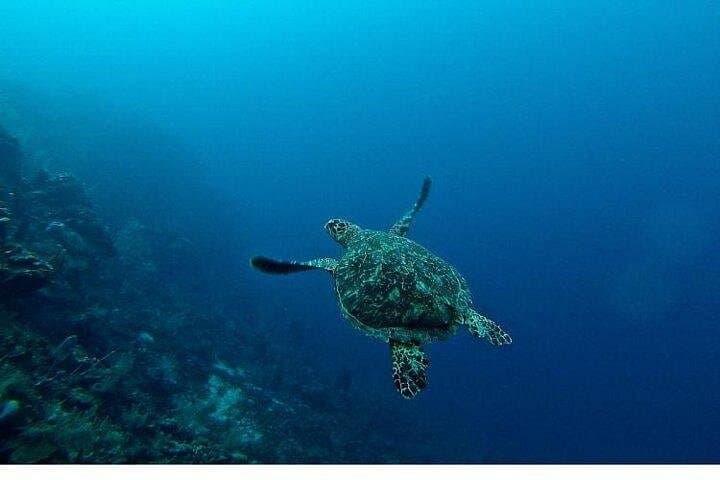 Sharm El Sheikh Sea Fun: Glass Bottom Boat, Parasailing & Tubing Combo photo 3