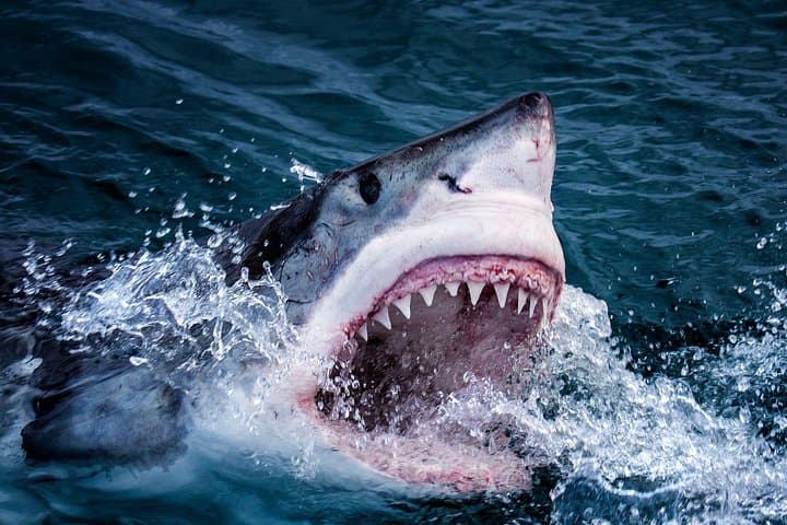 Three-Day Cape Adventure: Shark Cage Diving, Cape Peninsula & Winelands