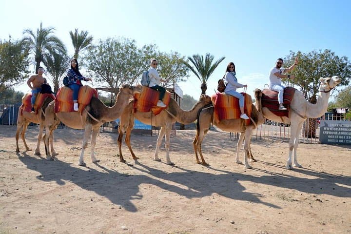 Sunset Camel Ride in Marrakech's Palmeraie — 30-Min Oasis Tour photo 3