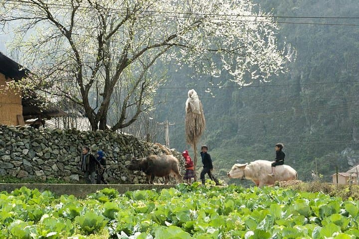 3-Day Sapa Trek & Night Train from Hanoi — Muong Hoa Valley and Ethnic Villages photo 2