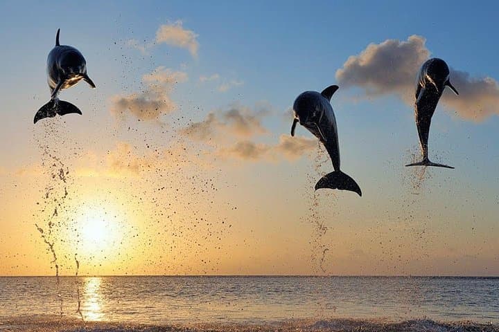 Lovina Dolphin Tour & Sunrise Boat Trip — Bali Early Morning Adventure photo 5
