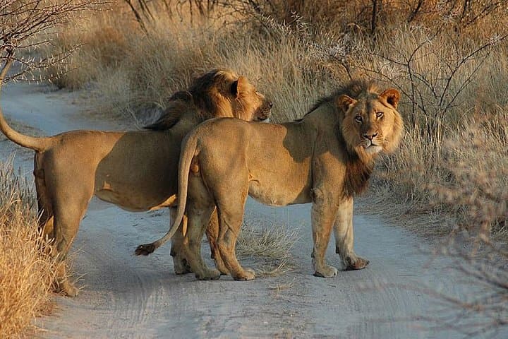 Moremi One-Day Game Drive Safari: Day Trip from Maun into the Okavango Delta photo 5