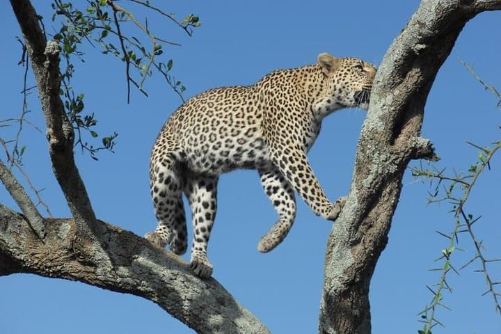 2-Day Luxury Tanzania Safari — Tarangire & Ngorongoro Crater Highlights photo 2