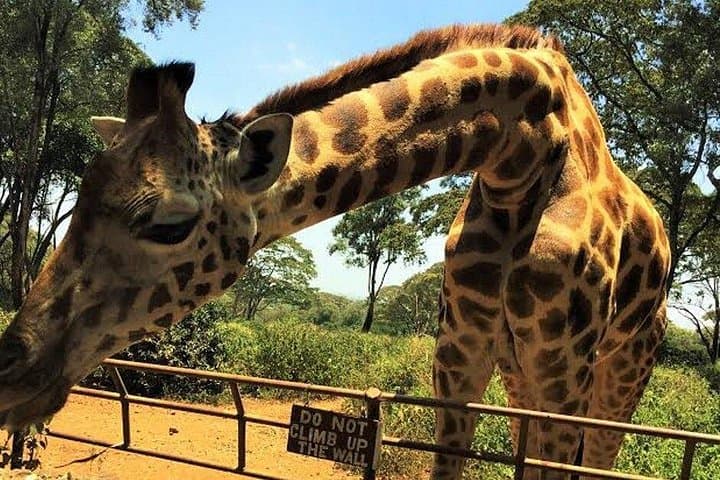 Giraffe Centre and Bomas of Kenya: Nairobi Full-Day Cultural & Conservation Tour photo 2