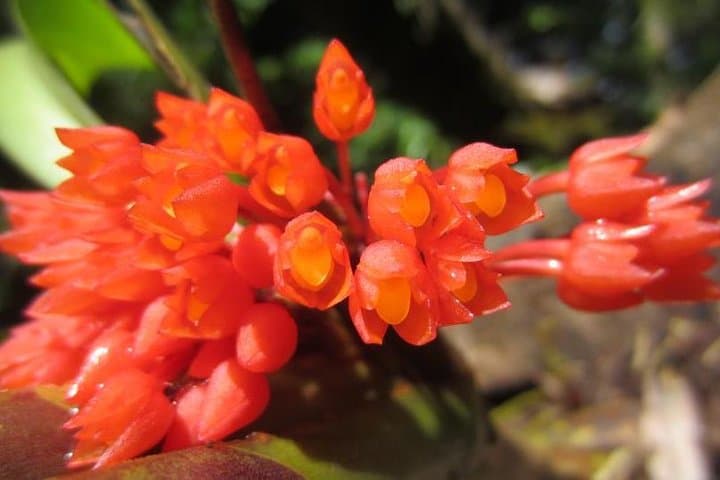 Monteverde Cloud Forest Hanging Bridges: Treetop Naturalist Tour photo 3