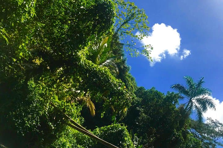 South Coast Tour: YS Falls and Black River Safari from Montego Bay photo 2