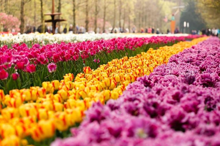 Keukenhof Gardens Day Trip from Amsterdam — Guided Tulip Park Visit photo 2