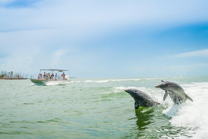 Marco Island Dolphin Sightseeing Tour: 2-Hour Ten Thousand Islands Cruise