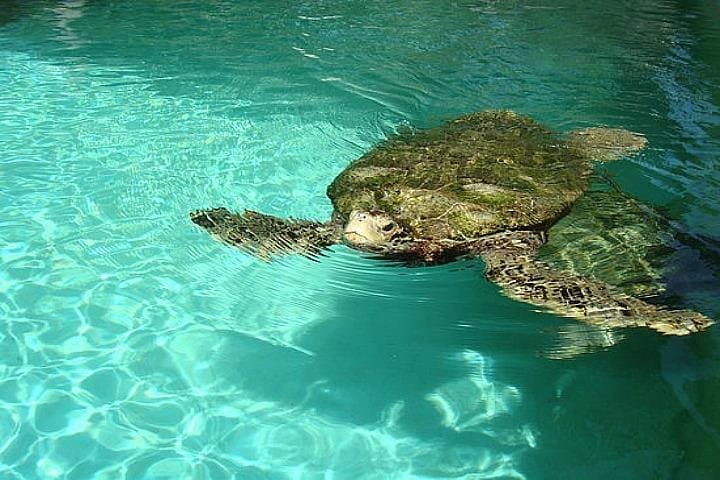 Crystal Caves, Bermuda Aquarium & Hamilton: Half-Day Cave, Reef and Ferry Tour photo 2