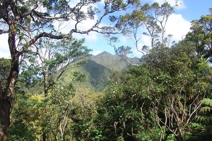 Manoa Valley Volcanic Rainforest Hike — Guided Oahu Adventure photo 4