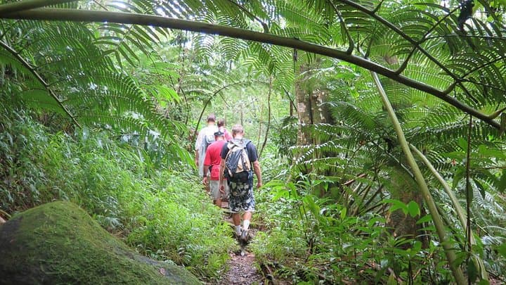 Manoa Valley Waterfall Hike — 2-Mile Guided Trail to a 150-Foot Fall photo 2