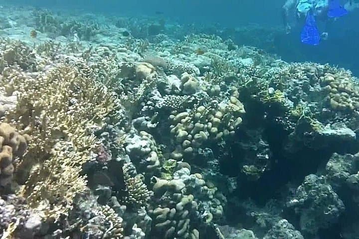 Snorkel Ras Mohammed National Park: Private Day Tour from Sharm el-Sheikh photo 2