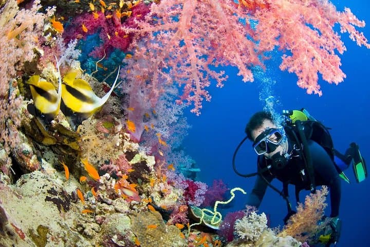 Introductory Diving & Snorkeling Day Trip to Tiran Island from Sharm El Sheikh