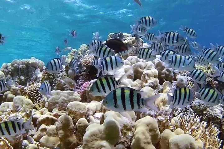 Introductory Diving & Snorkeling Day Trip to Tiran Island from Sharm El Sheikh photo 2