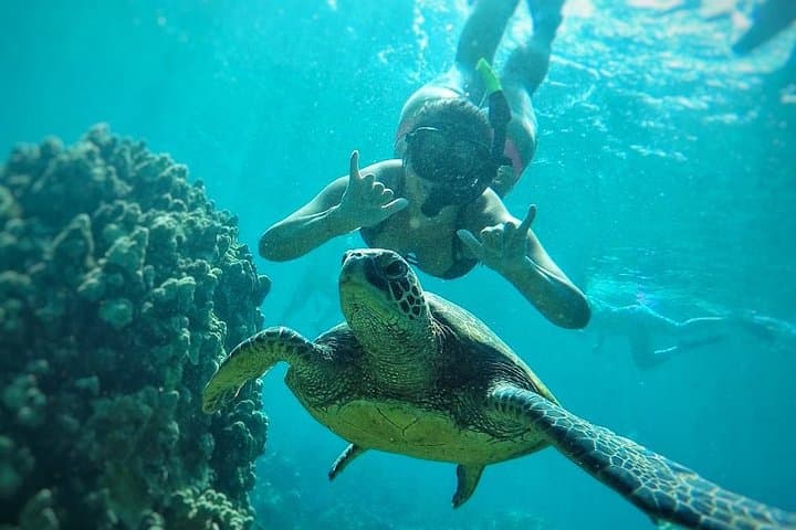 West Maui Half-Day Snorkel from Ka’anapali Beach — Dolphins, Turtles & Whale Season photo 2