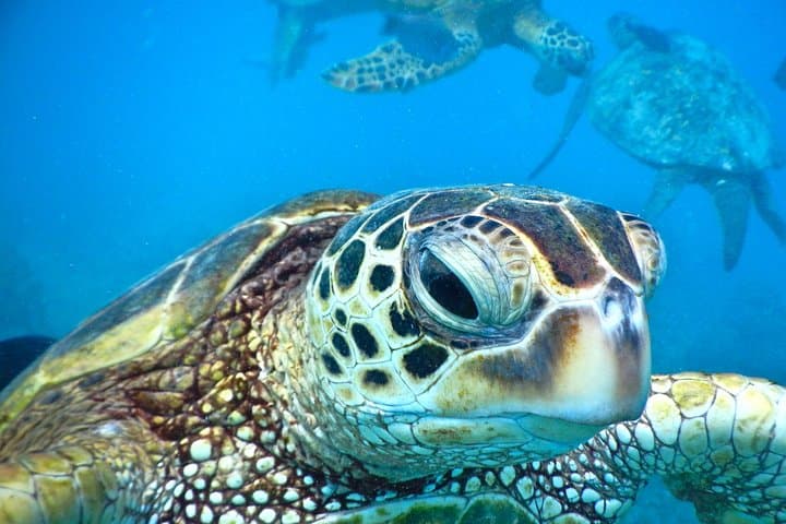 Kaanapali Mala Xpress Snorkel: 2.5-Hour Turtle and Coral Cruise
