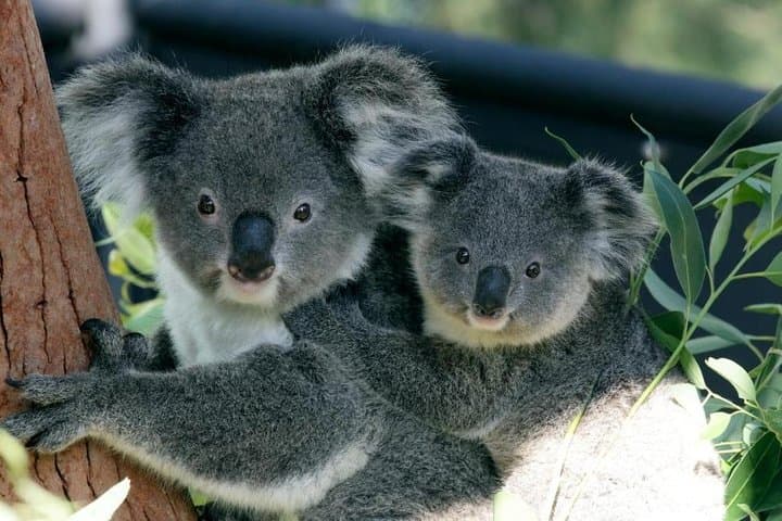 Taronga Zoo & Sydney Harbour Ferry: Round-Trip Cruise with Zoo Entry photo 4