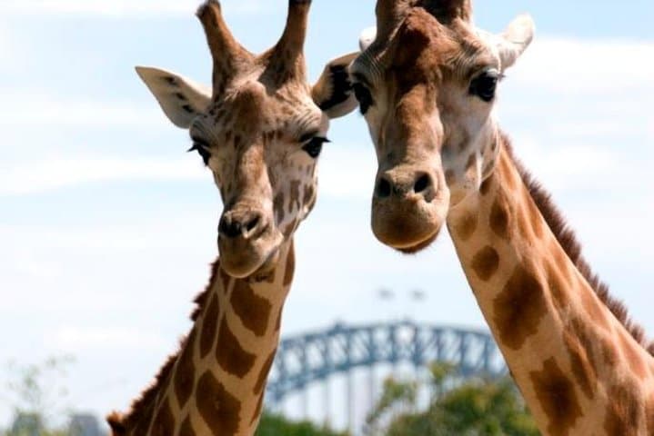 Taronga Zoo & Sydney Harbour Ferry: Round-Trip Cruise with Zoo Entry