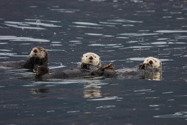Exploring Columbia Glacier: A Glacier Cruise Adventure from Valdez, Alaska photo 3