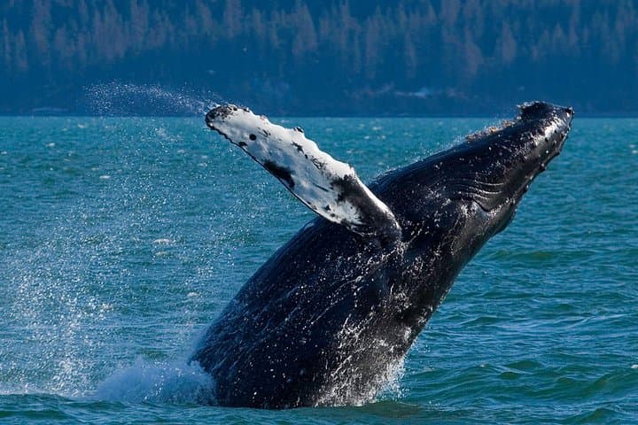 Meares Glacier Cruise from Valdez: Glacier Faces, Whales & Prince William Sound Wildlife photo 2
