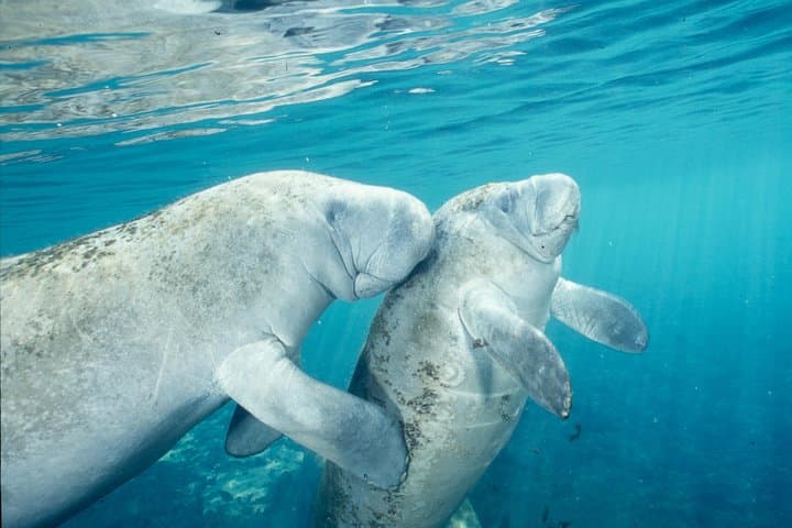Swim with Wild Manatees and Explore Florida’s Crystal River Wildlife photo 4