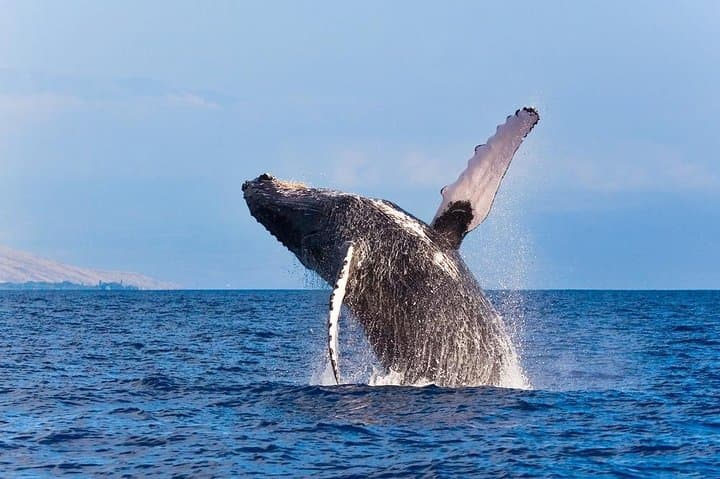 Zodiac Raft Whale Watching in Kona — Close Humpback Encounters