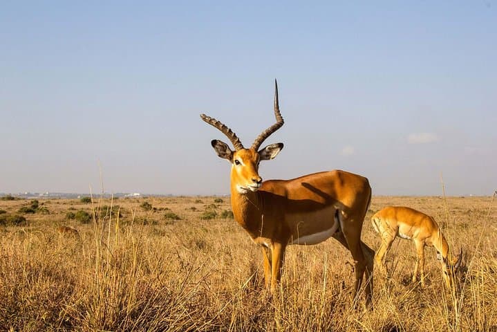 Walking with Mount Meru: Full-Day Guided Tour in Arusha National Park photo 4