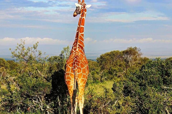 Ol Pejeta Day Tour from Nairobi — See Northern White Rhinos & Chimp Sanctuary photo 3