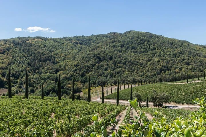 Off-Road Chianti Wine Tour from Florence — Land Rover Defender Through Vineyards photo 6