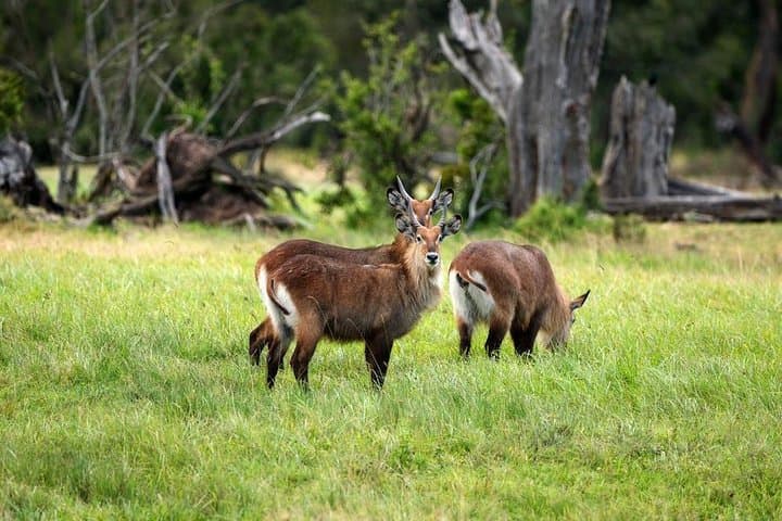 Ol Pejeta Day Tour from Nairobi — See Northern White Rhinos & Chimp Sanctuary photo 5