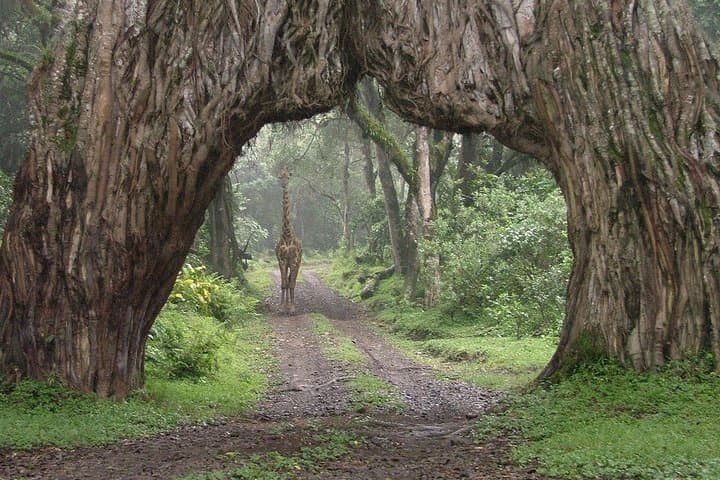 Walking with Mount Meru: Full-Day Guided Tour in Arusha National Park photo 2