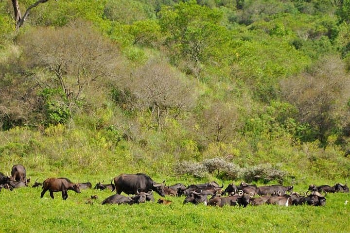Walking with Mount Meru: Full-Day Guided Tour in Arusha National Park photo 3