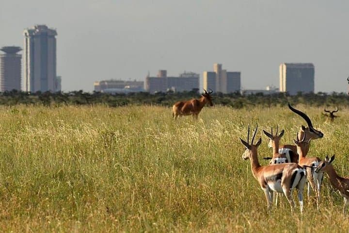 Half-Day Nairobi National Park Safari: Early Morning Game Drive from Nairobi photo 3