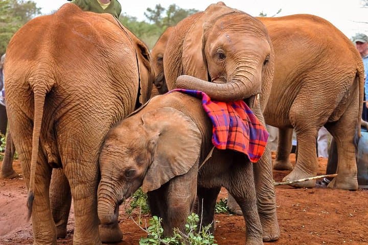 Half-Day Nairobi National Park Safari: Early Morning Game Drive from Nairobi photo 5