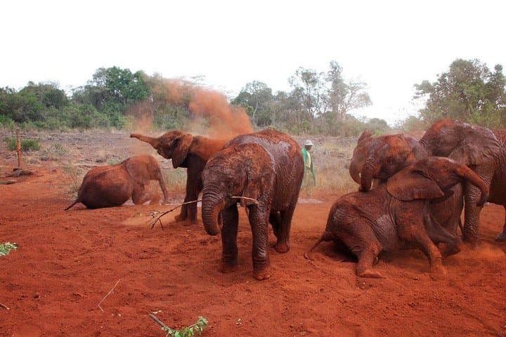 Half-Day Nairobi National Park Safari: Early Morning Game Drive from Nairobi photo 4