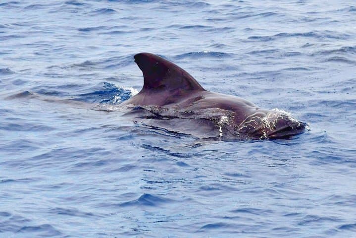 St Lucia Whale and Dolphin Safari: Premium Power Cat Cruise from Castries photo 4