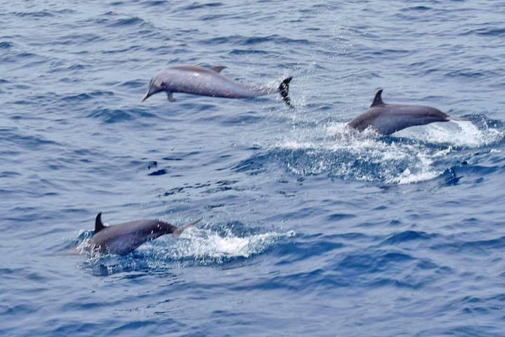 St Lucia Whale and Dolphin Safari: Premium Power Cat Cruise from Castries photo 5