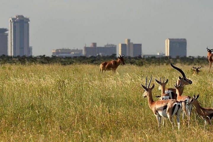 Exploring Nairobi: National Museum, Giraffe Centre & Nairobi National Park Safari Tour photo 3
