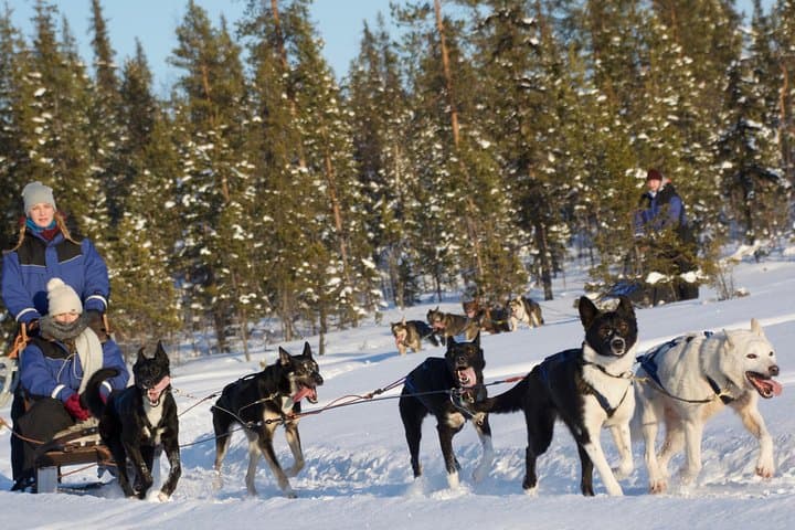 Kiruna Husky Sit-and-Drive Combo — 18km Mushing Experience