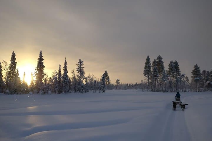 Kiruna Husky Sit-and-Drive Combo — 18km Mushing Experience photo 2